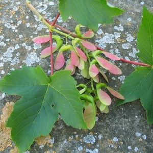 Zaden van de gewone esdoorn (Acer pseudoplatanus) – Boom om te planten (20 zaden)