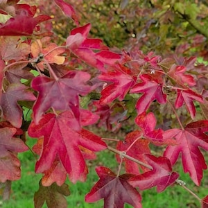 Puede incluir: Un grupo de hojas de arce de color rojo vibrante con lóbulos puntiagudos distintos unidas a ramas delgadas de color marrón. El follaje muestra un degradado de tonos carmesí y escarlata, con algunas hojas mostrando transiciones sutiles al verde.