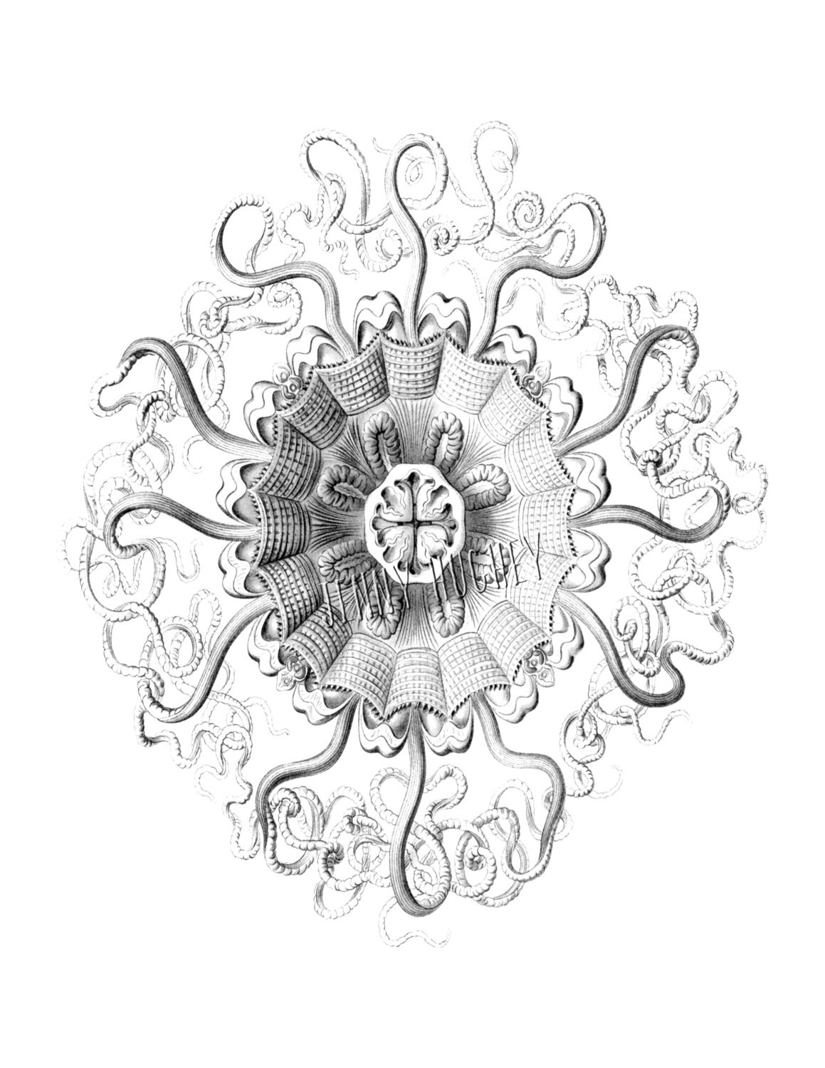 Download Grayscale jellyfish Adult coloring sea life Digital ...