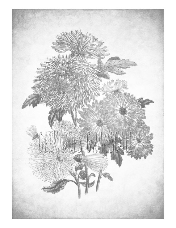 Skala Szarości Kwiaty Skala Odcieni Szarości Kolorowanki Dla Dorosłych Kolorowanki Kwiaty Skali Szarości Pobrania Vintage Ilustracji