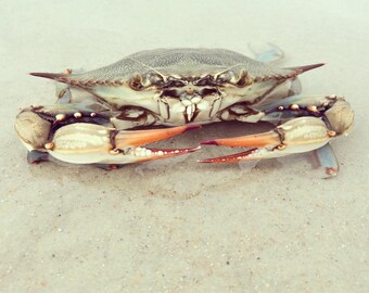 Portrait of a Blue Crab—limited edition giclee print of an original photograph