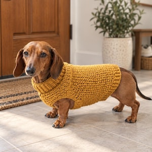 May include: A short-haired brown dachshund wearing a mustard yellow, hand-knitted jumper. The jumper features a ribbed turtleneck collar and a textured, solid-coloured knit body that covers the dog's torso, leaving the legs and tail free.