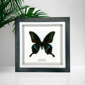 Puede incluir: Un Papilio maackii enmarcado, también conocido como mariposa Alpine Black Swallowtail, exhibido en un marco de caja negra con paspartú blanco. La mariposa presenta alas iridiscentes de color verde oscuro y negro con extensiones en forma de cola.