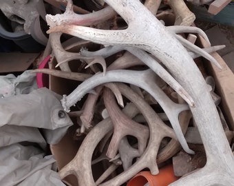 OlBillz Famous DEER and Elk Horn PET Chews