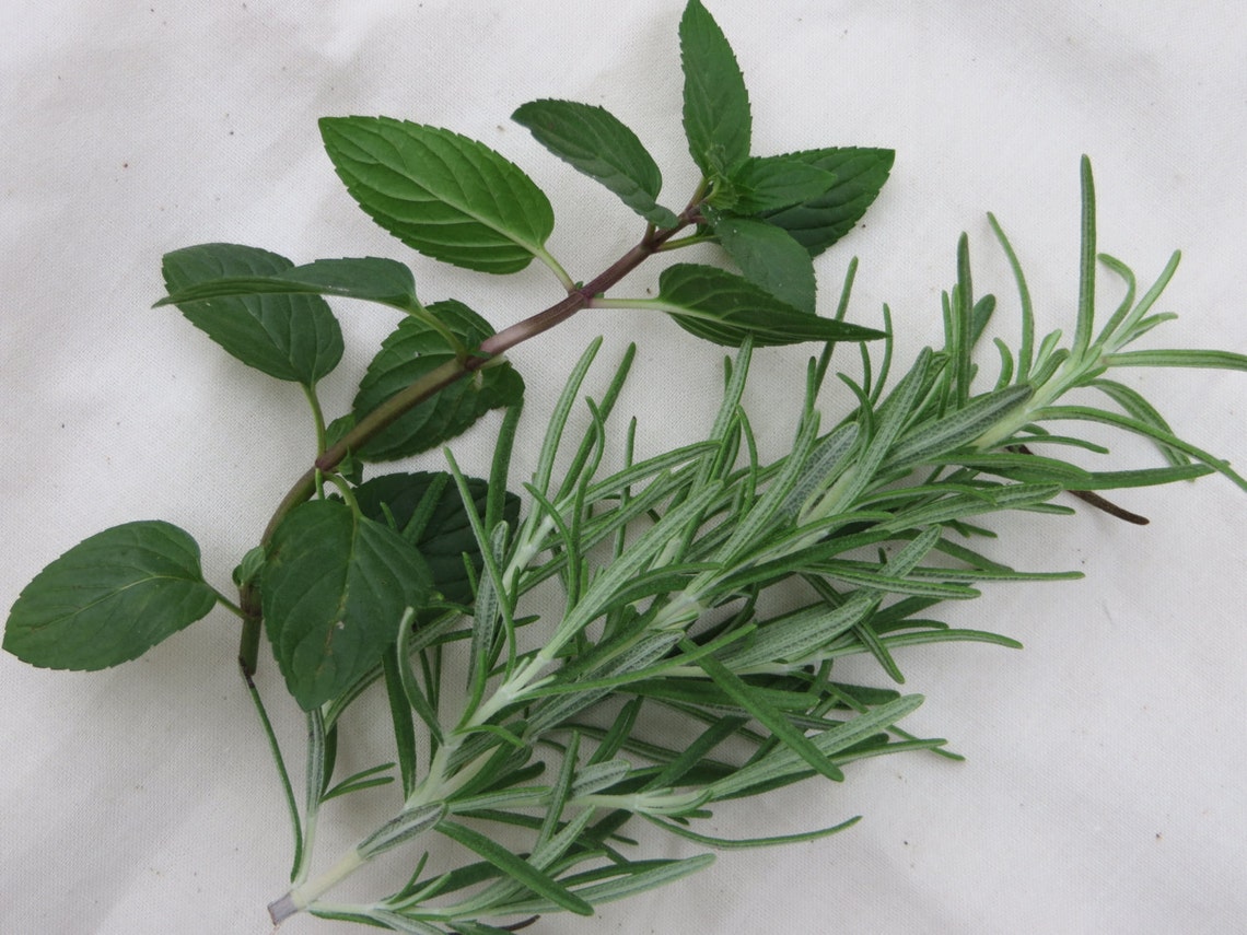 Rosemary and Peppermint Solid Lotion Bar 1 oz Tin...For Etsy