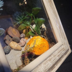 Puede incluir: Un marco tipo caja con un insecto preservado de alas estampadas que descansa sobre una esfera naranja texturizada. La exhibición incluye piedras de río lisas grises y marrones, follaje artificial verde y pequeñas flores blancas dentro.