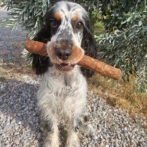 Op de afbeelding: Een middelgrote hond met lang, golvend, zwart, wit en bruin haar die een dikke, cilindervormige, bruine houten stok horizontaal in de bek houdt. De hond heeft donkere ogen, hangende oren en een textuurrijke vacht met een gevlekt patroon.