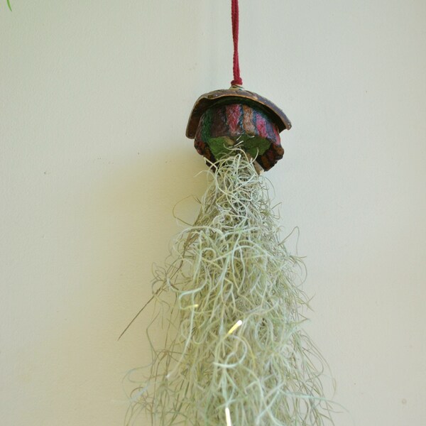 suspension tillandsia en papier maché