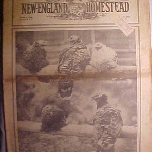 May include: A black and white newspaper clipping from the New-England Homestead, a weekly publication, featuring a photograph of five turkeys. The headline reads "New-England Homestead".