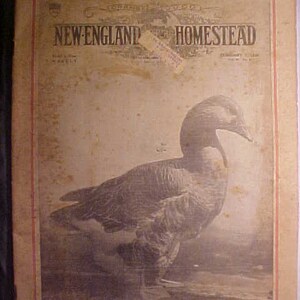 May include: A vintage magazine cover featuring a black and white illustration of a goose with the title "New-England Homestead" printed in bold letters.