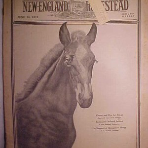 May include: A black and white photo of a horse's head on the cover of the New-England Homestead magazine, dated June 18, 1910. The magazine's title is printed in bold, brown letters.