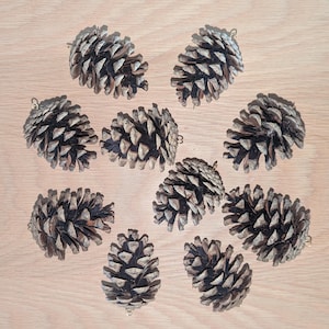 May include: A collection of nine natural brown pine cones arranged in a circular pattern. Each individual pine cone features a textured, woody surface with layered scales and includes a small metal loop attached to the top for hanging purposes.