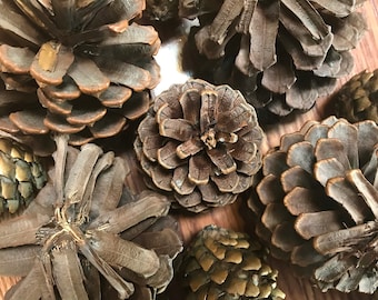 Pine Cones of Different Sizes for Crafting or Holiday Decor Set of 13 Group 1