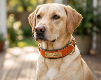 Personalized Padded Dog Collar with Engraved Name Plate, Custom Phone Number, Soft Puppy Collar
