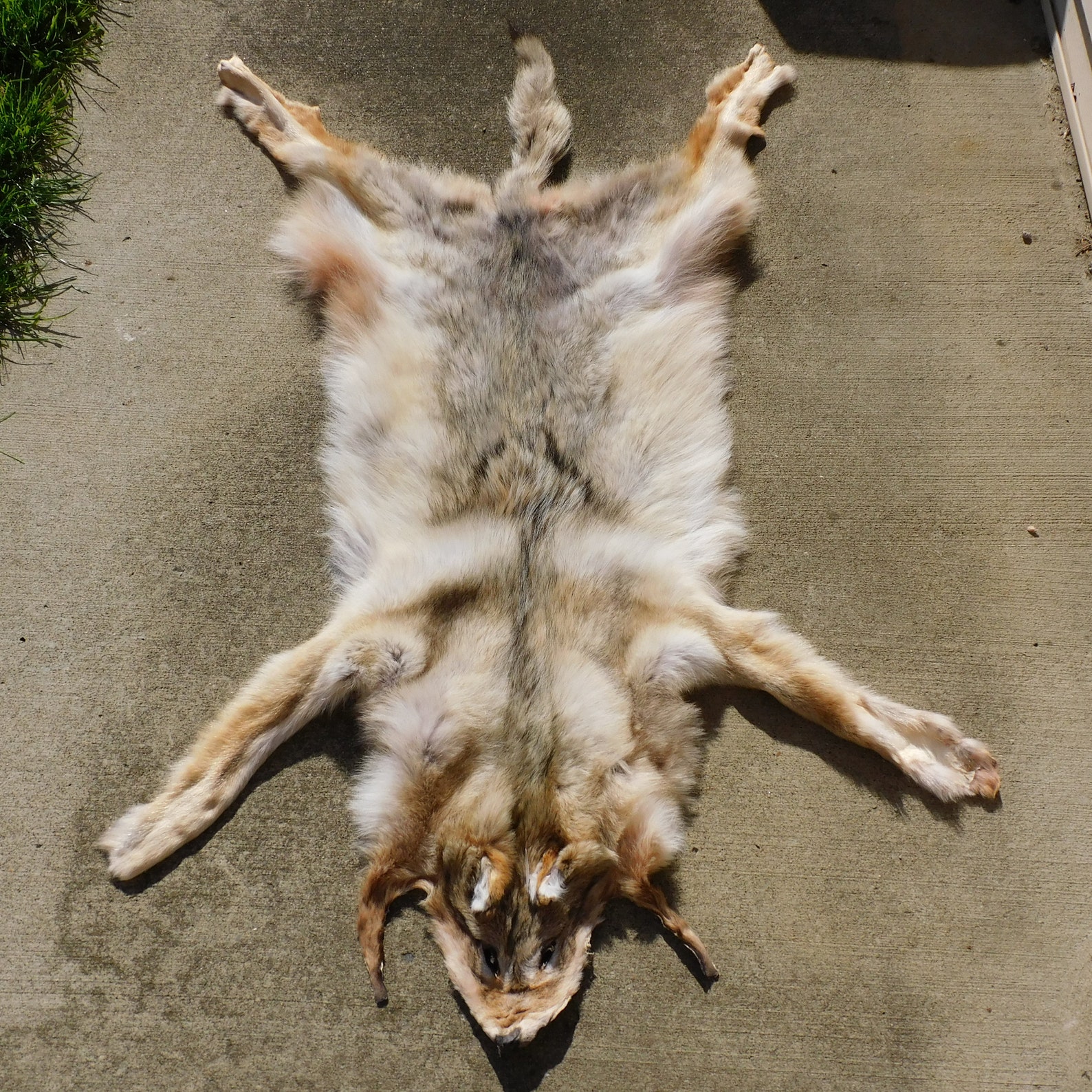 Reserved for KG Canadian Timber Wolf Fur Pelt Payment Plan Etsy