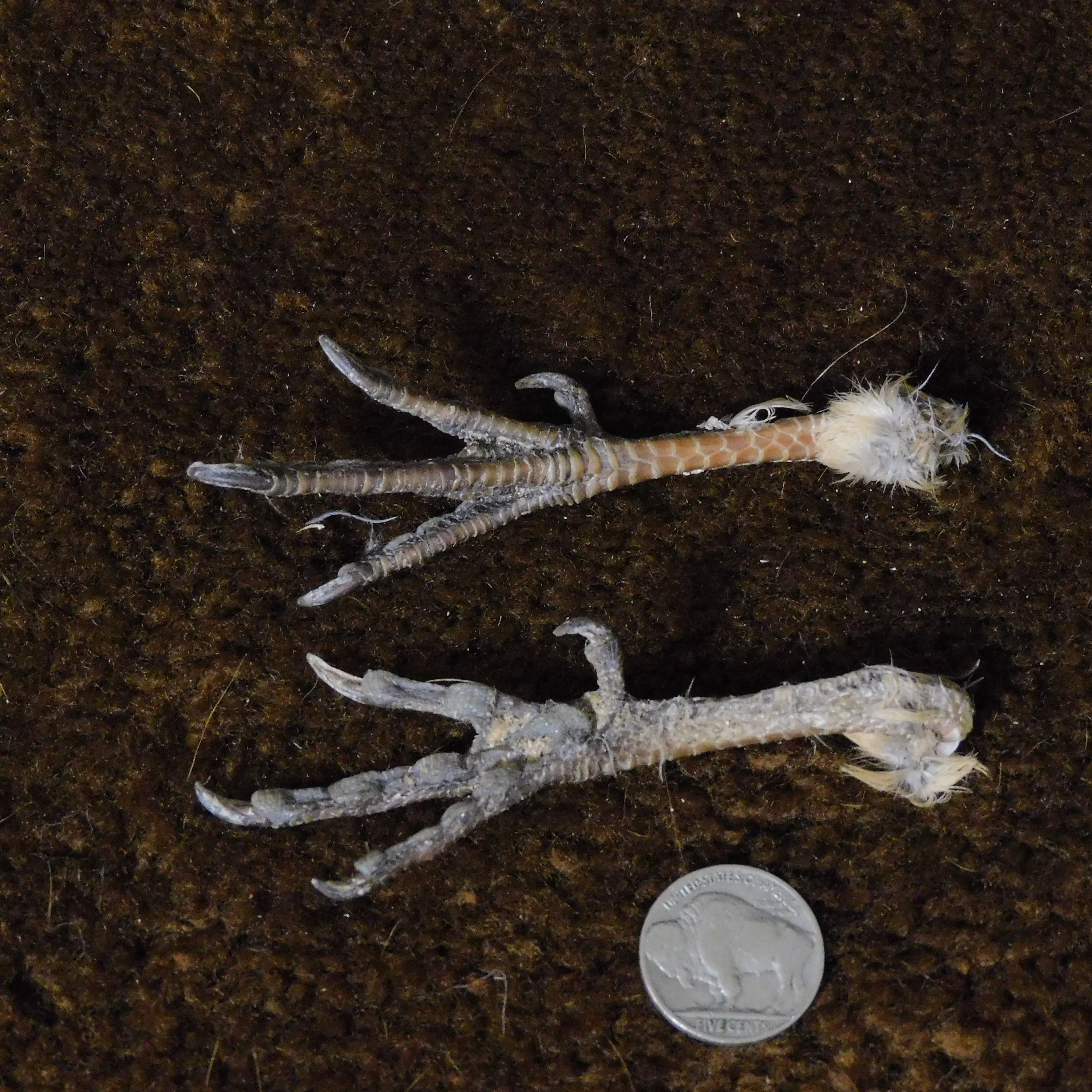 Quail Feet 2pc | Etsy