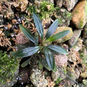 Puede incluir: Una pequeña planta acuática con hojas de color verde oscuro en forma de lanza dispuestas en roseta. La planta presenta un follaje liso y alargado con una vena central, creciendo en medio de un grupo de piedras de río texturizadas.