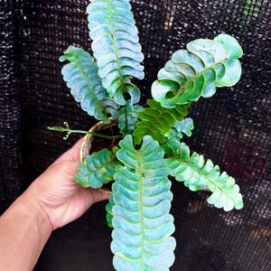 Puede incluir: Una planta de helecho en maceta con frondas pinnadas alargadas que presentan folíolos redondeados y festoneados en tonos verde oscuro y azul verdoso. La planta tiene un punto de crecimiento central con un pequeño brote emergente.
