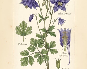 Peut inclure: Une illustration botanique d'Aquilegia vulgaris, aussi appelée ancolie commune. L'image présente des fleurs violettes à éperons, des feuilles lobées vertes, des gousses de graines et une coupe transversale de fleur avec les étiquettes a, b et c.