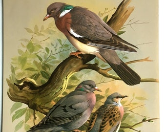 Vintage Bird Book Plate Page of Wood Pigeon n Turtle Dove / printed 1965 Illustration / bird art / natural history / ornithology