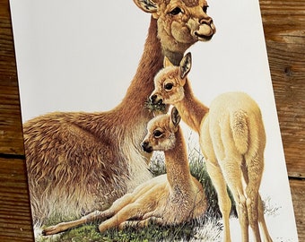 vintage Book Plate Page de Vicuna / imprimé 1977 Illustration / art des animaux sauvages / Pérou Andes / histoire naturelle / lama alpaga / page réelle