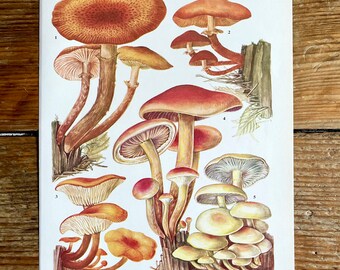 Vintage Fungi Plate Page Print of fungis / 1960s Illustration / original page / natural history / plants ferns moss mushroom