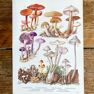 Vintage Fungi Plate Page Print of fungis / 1960s Illustration / original page / natural history / plants ferns moss mushroom