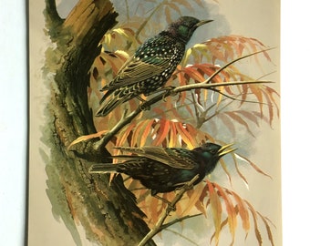 Vintage Bird Book Plate Page of Starling / printed 1965 Illustration / bird art / natural history / ornithology
