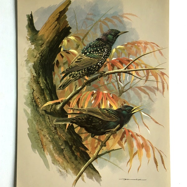 Vintage Bird Book Plate Page of Starling / printed 1965 Illustration / bird art / natural history / ornithology