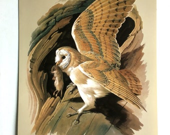 Vintage Bird Book Plate Page of Barn Owl / printed 1965 Illustration / bird art / natural history / ornithology