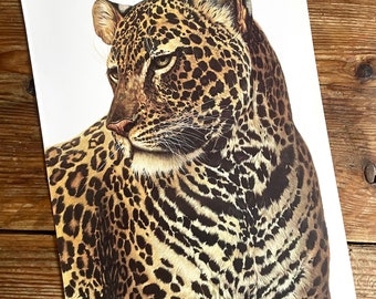 Vintage Book Plate Page of Leopard / printed 1977 Illustration / wild animal art / safarai / natural history / ornithology / actual page