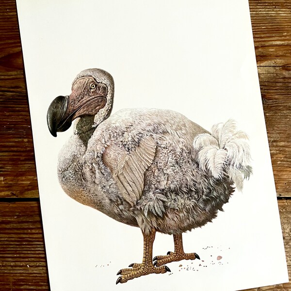 Vintage Book Plate Page of a Dodo / printed 1977 Illustration / bird art / extinct / wildlife / natural history / ornithology / actual page