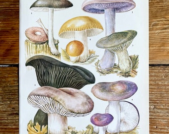 Vintage Fungi Plate Page Print of fungis / 1960s Illustration / original page / natural history / plants ferns moss mushroom