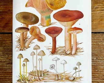 Vintage Fungi Plate Page Print of fungis / 1960s Illustration / original page / natural history / plants ferns moss mushroom