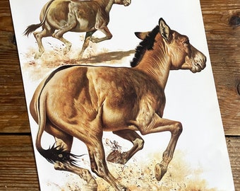 Page de plaque de livre vintage d'âne sauvage d'Asie ou d'onagre / Illustration imprimée de 1977 / art animalier sauvage / histoire naturelle / page réelle