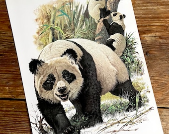 Vintage Book Plate Page of Giant Panda / printed 1977 Illustration / wild animal art / arctic / natural history / china / actual page