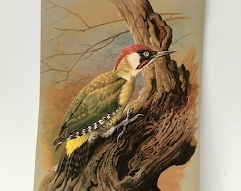 Vintage Bird Book Plate Page of Green Woodpecker / printed 1965 Illustration / bird art / natural history / ornithology