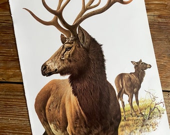 Vintage Book Plate Page of Pere David Deer / printed 1977 Illustration / wild animal art / natural history / antlers reindeer / actual page