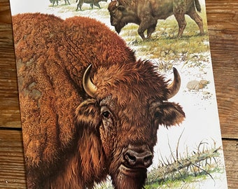 Vintage Book Plate Page of European Bison / printed 1977 Illustration / wild animal art / natural history / ornithology / actual page