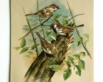 Vintage Bird Print Book Plate of Sparrow / printed 1965 Illustration / bird art / natural history / ornithology