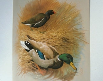 Vintage Bird Book Plate Page of Mallard Duck n Moorhen / printed 1965 Illustration / bird art / natural history / ornithology