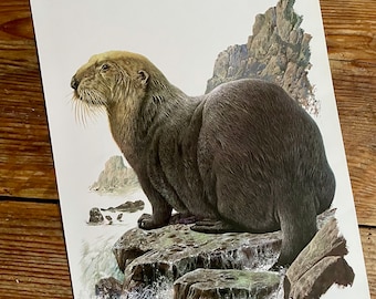 Vintage Book Plate Page of Sea Otter / printed 1977 Illustration / wild animal art / maritime natural history / Pacific Ocean / actual page