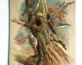 Vintage Bird Book Plate Page of Tree Creeper & Nuthatch / printed 1965 Illustration / bird art / natural history / ornithology