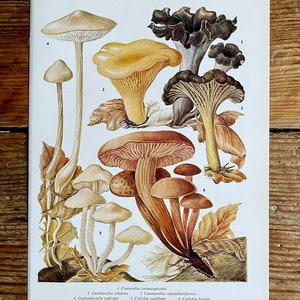 Vintage Fungi Plate Page Print of fungis / 1960s Illustration / original page / natural history / plants ferns moss mushroom image 1