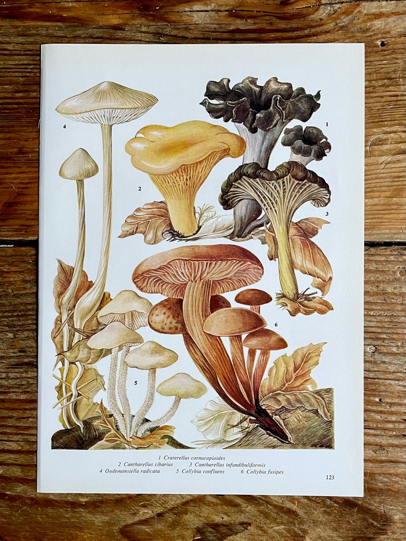 Vintage Fungi Plate Page Print of fungis / 1960s Illustration / original page / natural history / plants ferns moss mushroom image 1