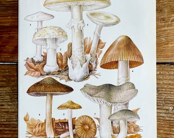 Vintage Fungi Plate Page Print of fungis / 1960s Illustration / original page / natural history / plants ferns moss mushroom