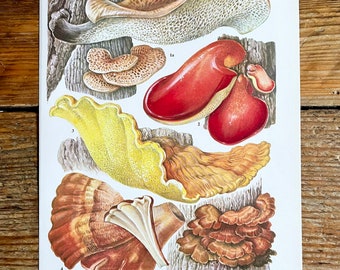 Vintage Fungi Plate Page Print of bracket fungis / 1960s Illustration / original page / natural history / plants ferns moss mushroom