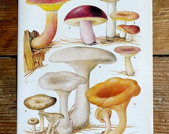 Vintage Fungi Plate Page Print of fungis / 1960s Illustration / original page / natural history / plants ferns moss mushroom