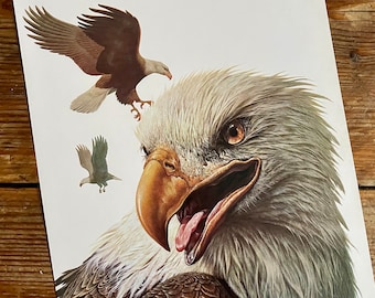 Vintage Book Plate Page of a Sea Eagle / printed 1977 Illustration / bird art / wildlife / natural history / ornithology / actual page