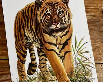 Vintage Book Plate Page of Tiger / printed 1977 Illustration / wild animal art / safari / natural history / big cat / actual page